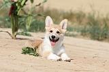 CORGI PEMBROKE 189